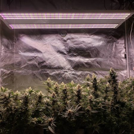 The best LED grow lights to use in the flowering (budding) stage usually have a pinkish-white light because they have a lot of LEDs in the red spectrum.