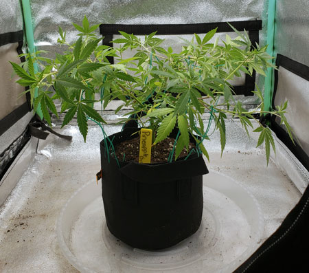 How to Grow 3 oz of Cannabis in a $300 Mini LED Grow Kit How to Grow 3 oz of Cannabis in a $300 Mini LED Grow Kit