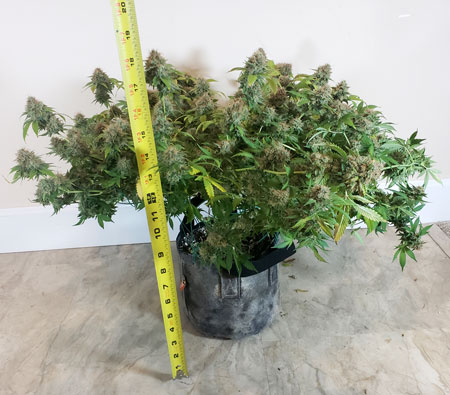 That cannabis plant above was only 18" (45 cm) tall at harvest, and produced several ounces of weed!