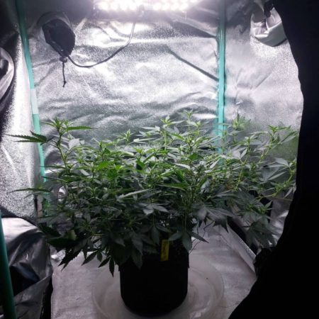Here’s a side view. At this point, the only thing to do is water the plant and give it nutrients until harvest.