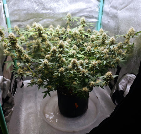 Led grow lights flowering cannabis