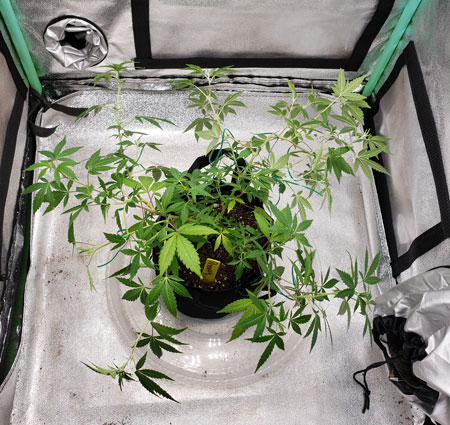 Back to training. Here’s a top view. We’re trying to fill the entire tent with this cannabis plant. If you've got multiple plants, then you're trying to fill the whole space with them, too.