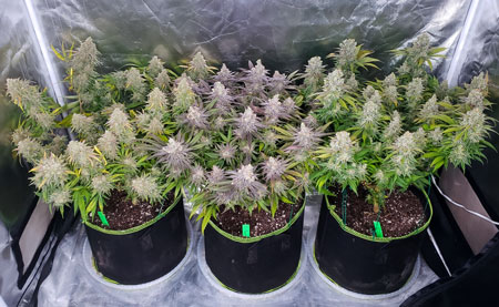 How to keep weed from smelling when growing