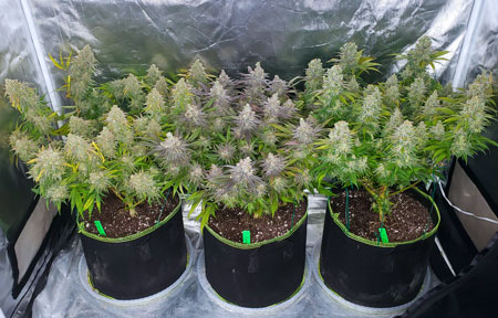 How long to grow a cannabis plant