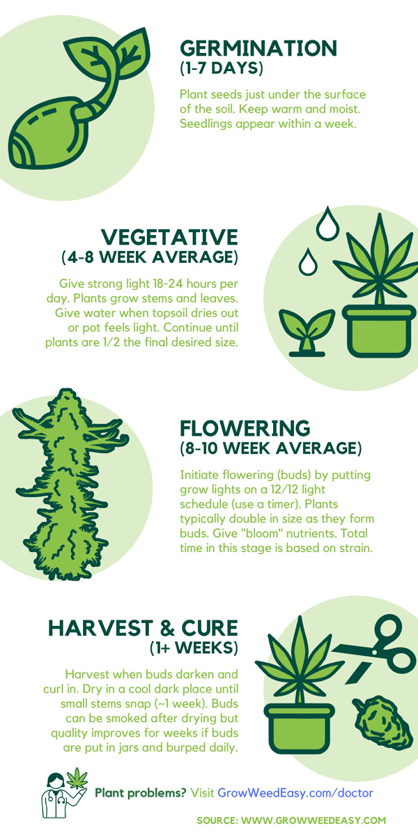 This infographic shows the timeline of an indoor cannabis grow, including how long it takes for each stage of life. Mainly aimed at photoperiod cannabis strains.