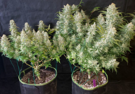 What to know when growing weed