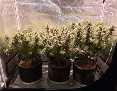 Remember, you can keep the LED light a bit closer or brighter next grow.