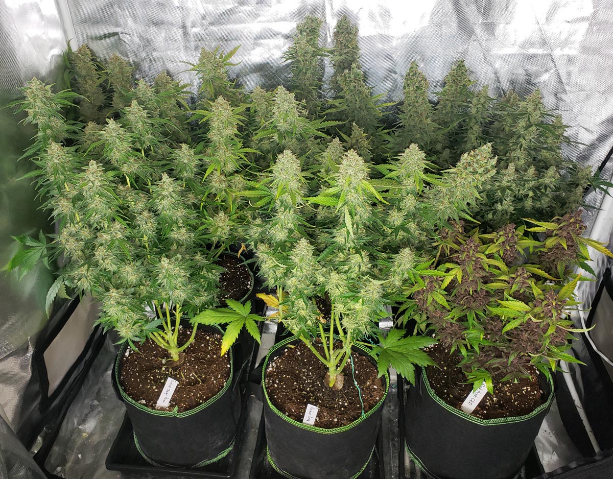 250W Cannabis Grow Setup & Tutorial | Weed Easy