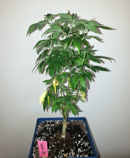 This cannabis plant shows the beginning of a Nitrogen deficiency. The key sign is the lower leaves turn yellow, wilt, then turn crispy brown. They often fall off on their own. If your leaves are yellow and feel "stuck" it is a different deficiency.