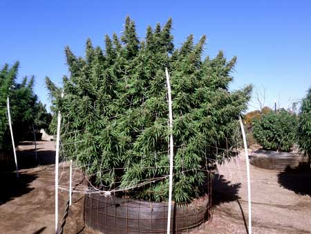 A happy cannabis plant growing pounds of weed outdoors. This plant shows what kind of environment cannabis plants like: Tons of sun and located in a spot with plenty of air moving through the branches.