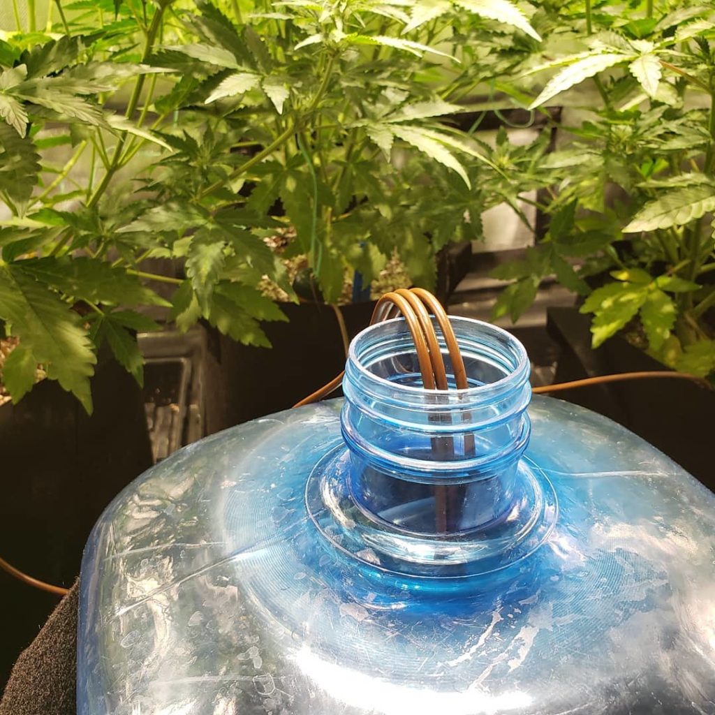 The Easiest Way to Water Plants & Remove Runoff Grow Weed Easy
