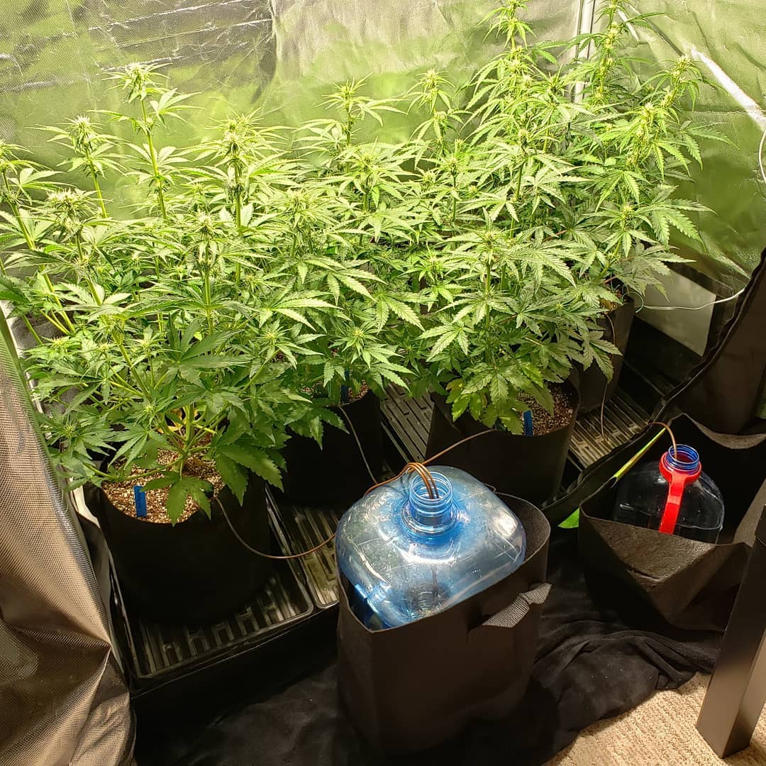 How to Water Cannabis Plants on Vacation Grow Weed Easy