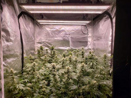 Modern LEDs are powerful even at a distance. This is 600W LEDs, which were kept 3 feet (~1 m) away from plants and produced excellent yields in a 4'x4'x6.5' grow tent with "just add water" super soil. Many LEDs can be kept quite far from plants and still produce a good harvest.