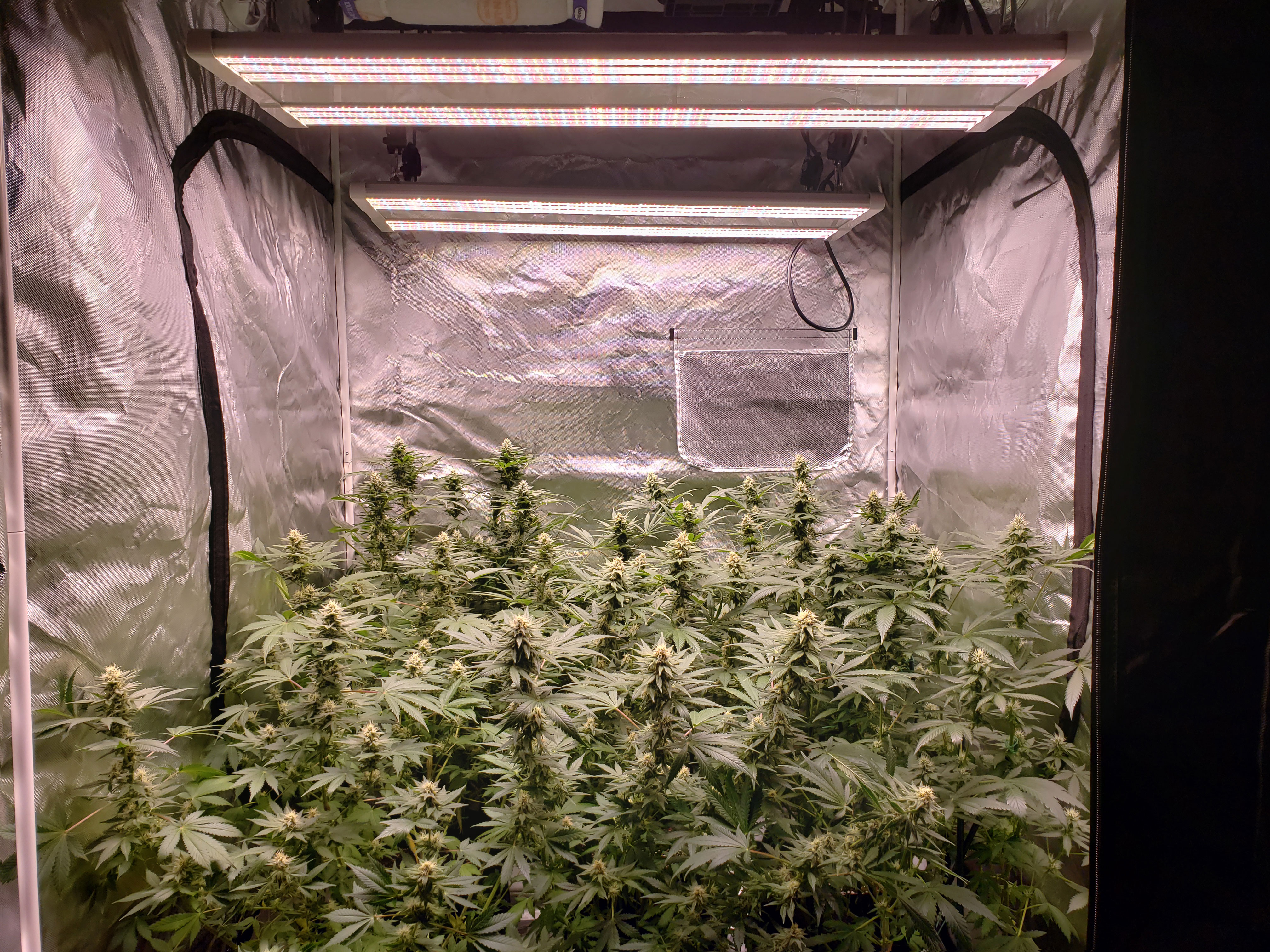 How Far Should Grow Lights be From Cannabis | Grow Weed Easy