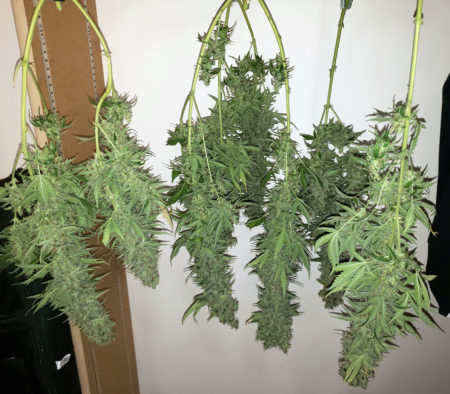 Air-drying cannabis isn't the only way to dry weed, but it's the most common (and typically the easiest) method