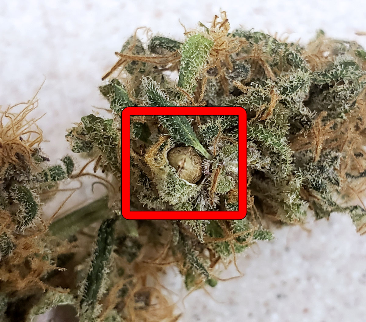 How to Look at Trichomes with a Magnifier