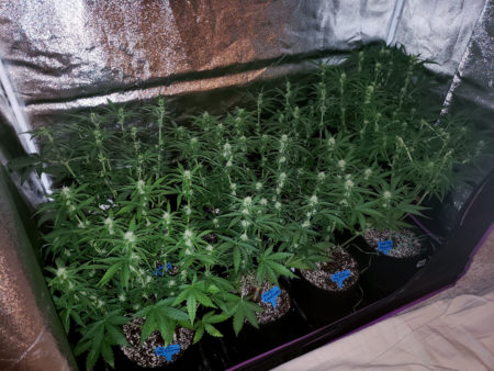 Those seedlings are just starting to flower