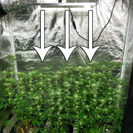 Keep your grow lights the right distance from your cannabis plants to get the best growth. Close, but not too close.