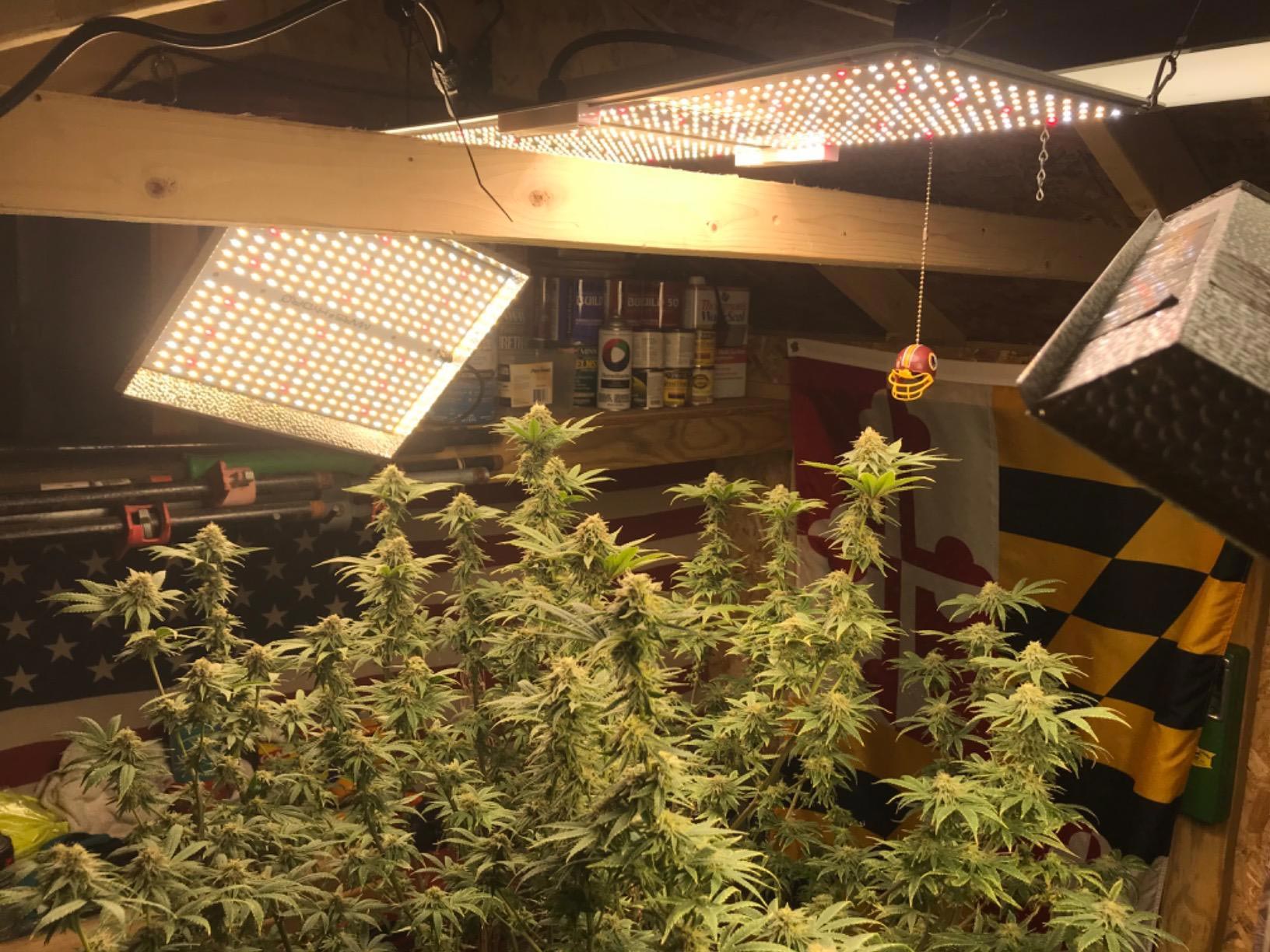 How to Choose The Best LED Grow Lights For You Indoor Plants in 2022