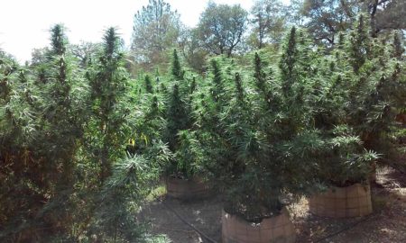 When to harvest outdoor cannabsi plants? Find out in today's outdoor harvest tutorial.
