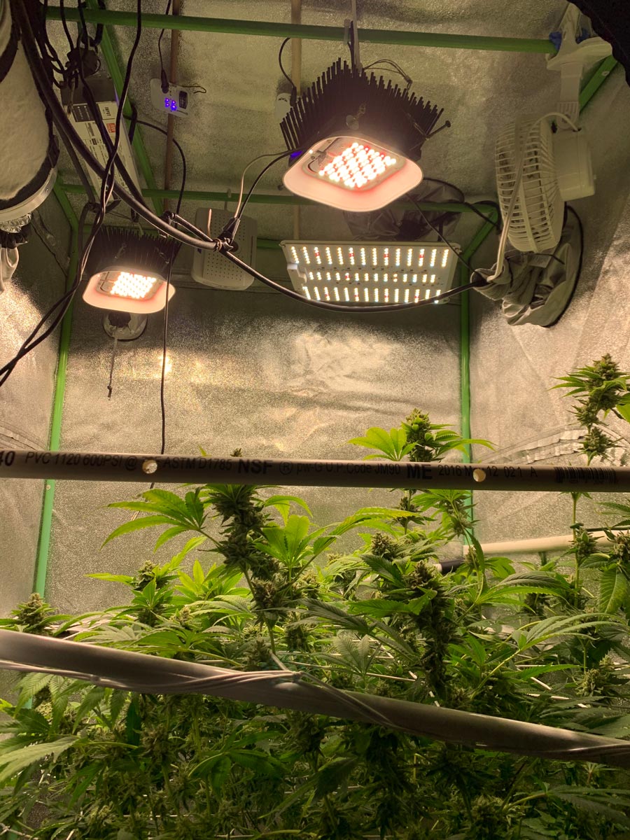 Udtømning Ørken dybtgående 5 Best LED Grow Lights 2023 (Cannabis Yields, Speed, & Bud Quality) | Grow  Weed Easy