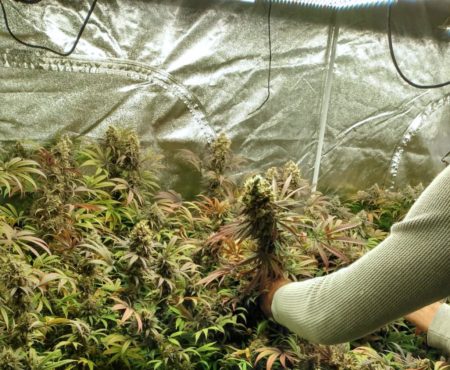 Cannabis grown under the Spider Farmer 400W LED grow light