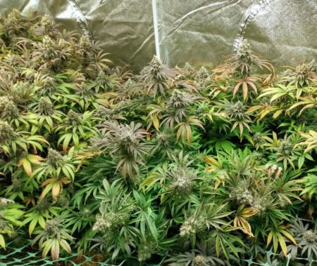 Another pictures of the cannabis plants grown under the Spider Farmer 400W LED grow light