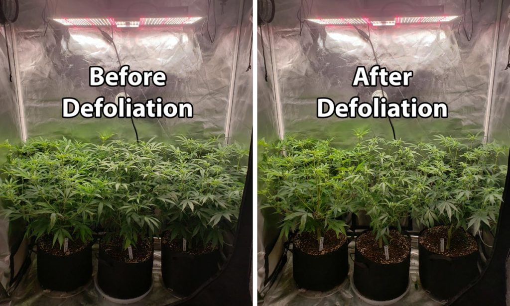 Cannabis LED Grow Journal Mars Hydro TSL2000W vs Spider Farmer SF2000 Grow Weed Easy