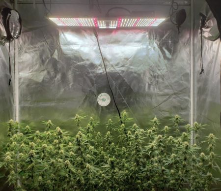 Is this LED too close or too far from the cannabis plants? Learn how to tell the difference for your LED grow light!