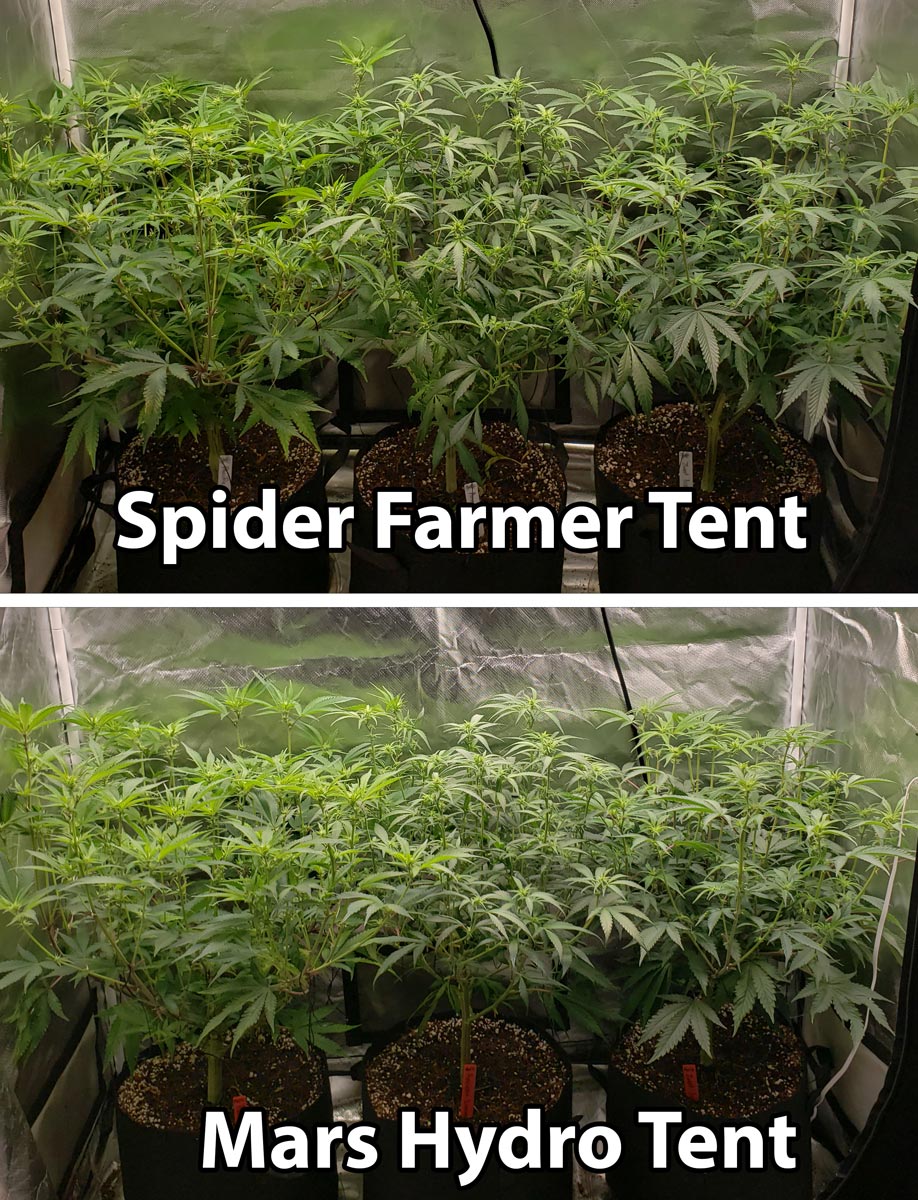 Spider Farmer vs Mars Hydro LEDs Alessandro Di Benedetto