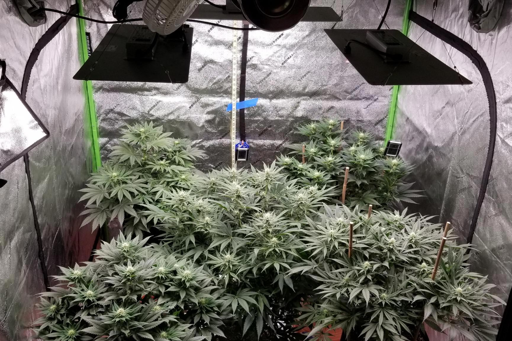 Make the Most of Your LEDs: 5 Tips for Cannabis LED Growing - RQS Blog