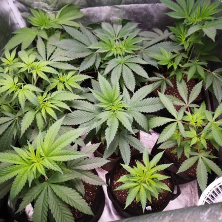 Vegetative marijuana plants