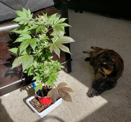 Solos cup cannabis plant growing with a hungry cat thinking about taking a nibble. This plant was auto-flowering so it can be left in a sunny window.