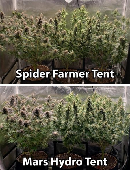 https://www.growweedeasy.com/wp-content/uploads/2021/06/spider-farmer-vs-mars-hydro-plants-day-79-flowering-day-50.jpg