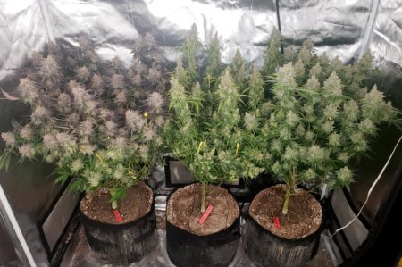 Flowering stage The industry standard is to reduce the light cycle to 12 hours of uninterrupted darkness, however, there are more examples of light schedules below and each has its own pros and cons Switch to Bloom (lower Nitrogen) nutrients once buds start forming
