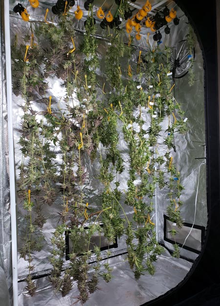 Harvest - cannabis buds drying in the grow tent