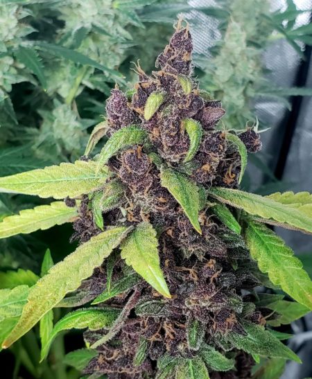Purple Kush Auto is a smooth pleasant strain and 100% of the plants grow purple buds.