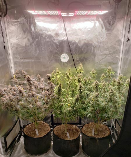 Spider Farmer SF-2000 LED grow light in a 2'x4' grow tent