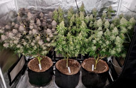 Cannabis Harvest day under Spider Farmer LED grow light