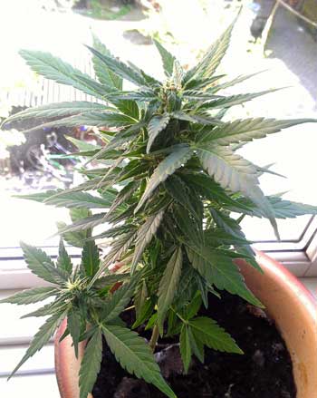 An autoflower plant in a window can be a fun way to get started growing weed without investing in a grow light.