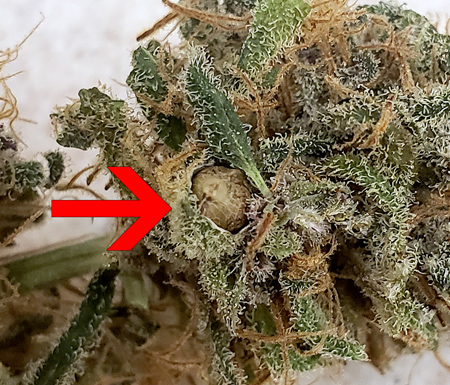 Weed with seeds in it