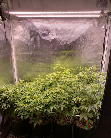 Autoflowering plants week 6. They were topped in week 3 and just about to get supercropped