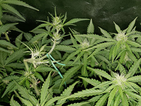 Supercropped cannabis stem started growing up again