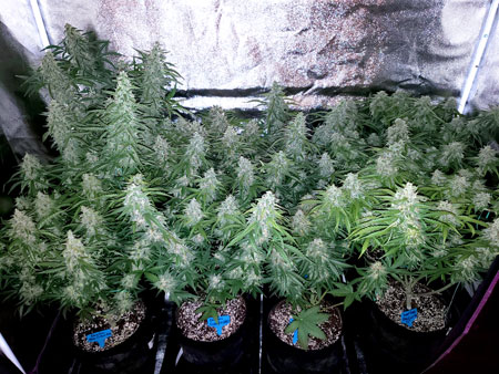 Cannabis plants under ideal temperature and light conditions.