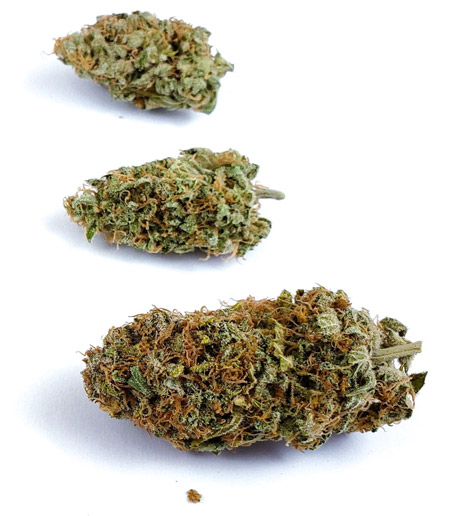 Example of dried Cinderella Jack Auto buds