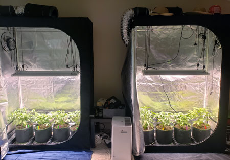 After plants are 4 weeks old, you might consider upping your LED grow light to 100% light intensity. Only do this if the plants look totally green and happy. Otherwise, it's okay to keep the LED at 75% throughout the vegetative stage.