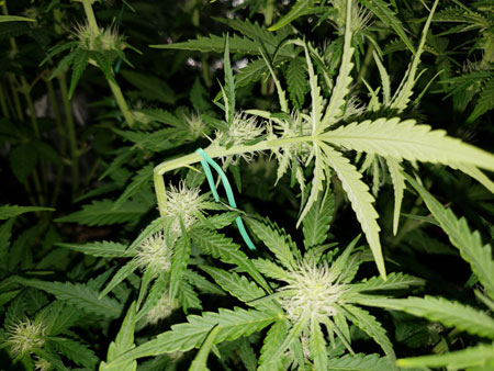 Example of cannabis supercrop