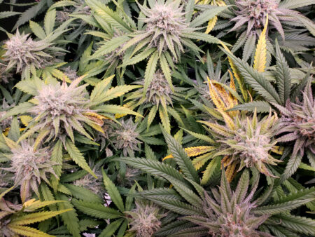 More examples of symptoms that are caused by incorrect pH, not light stress.