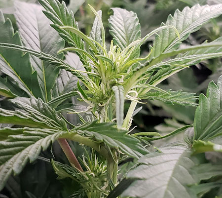 In week 5 from germination, these autoflowering plants are well into the flowering stage with lots of white hairs