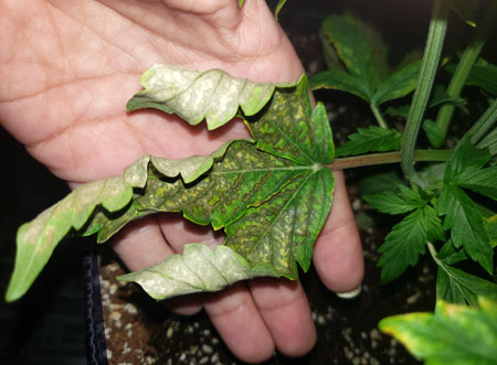 These brown splotches on the lower leaves of this cannabis plant are the result of a phosphorus deficiency (which was caused by the pH being too low at the roots)